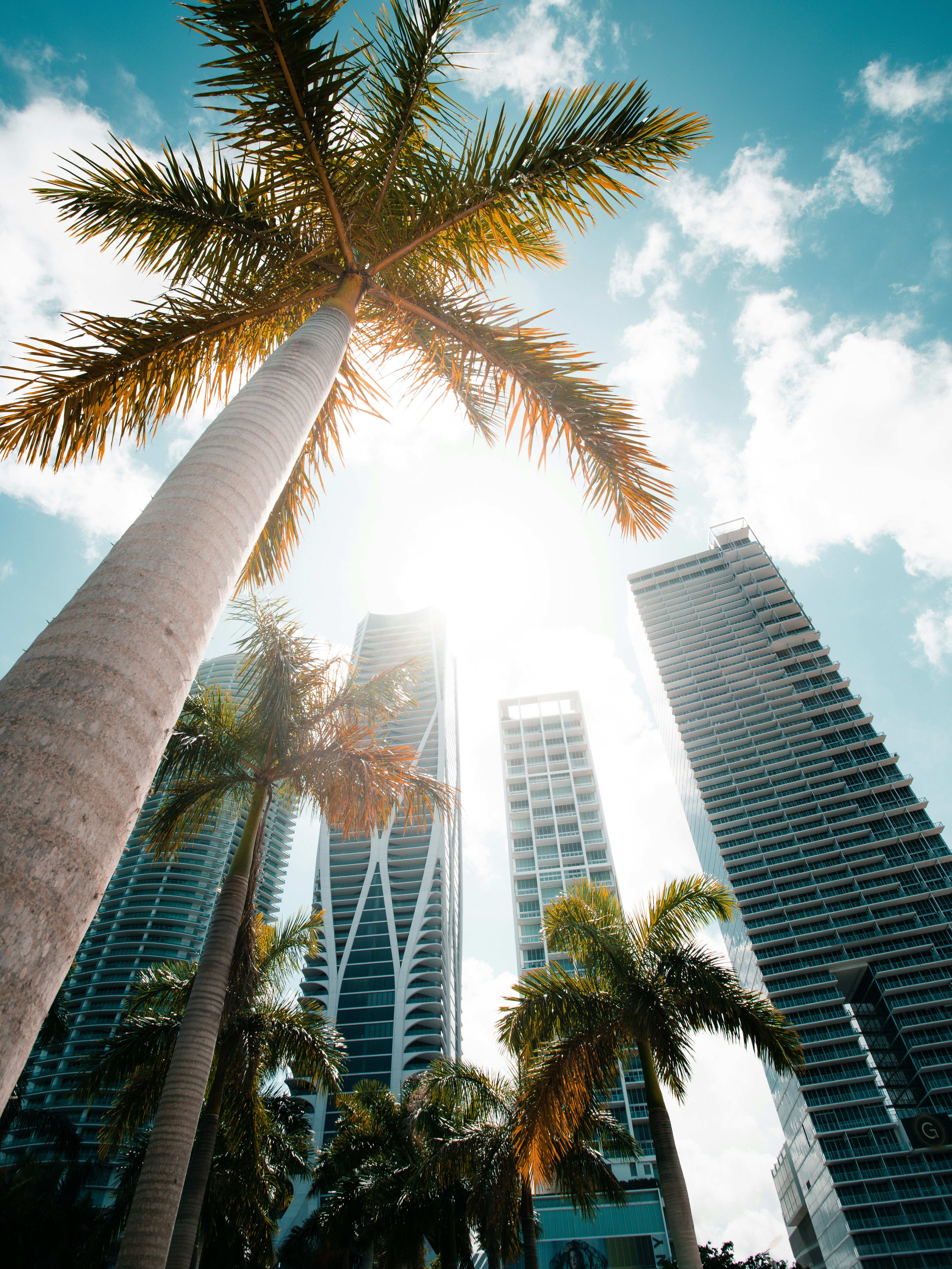 Low angle of royal palms and glass skyscrapers with the sun above